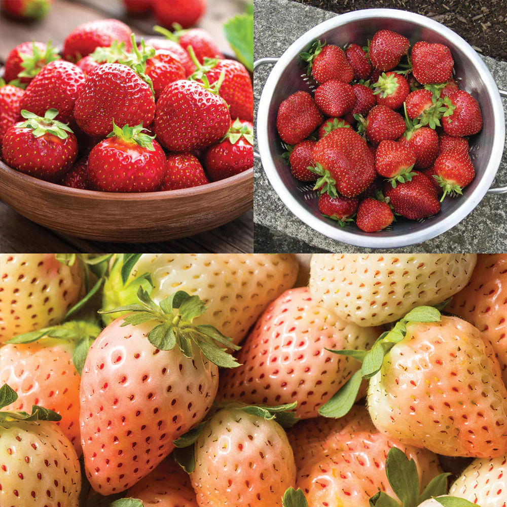 Strawberry Bare Root Collection