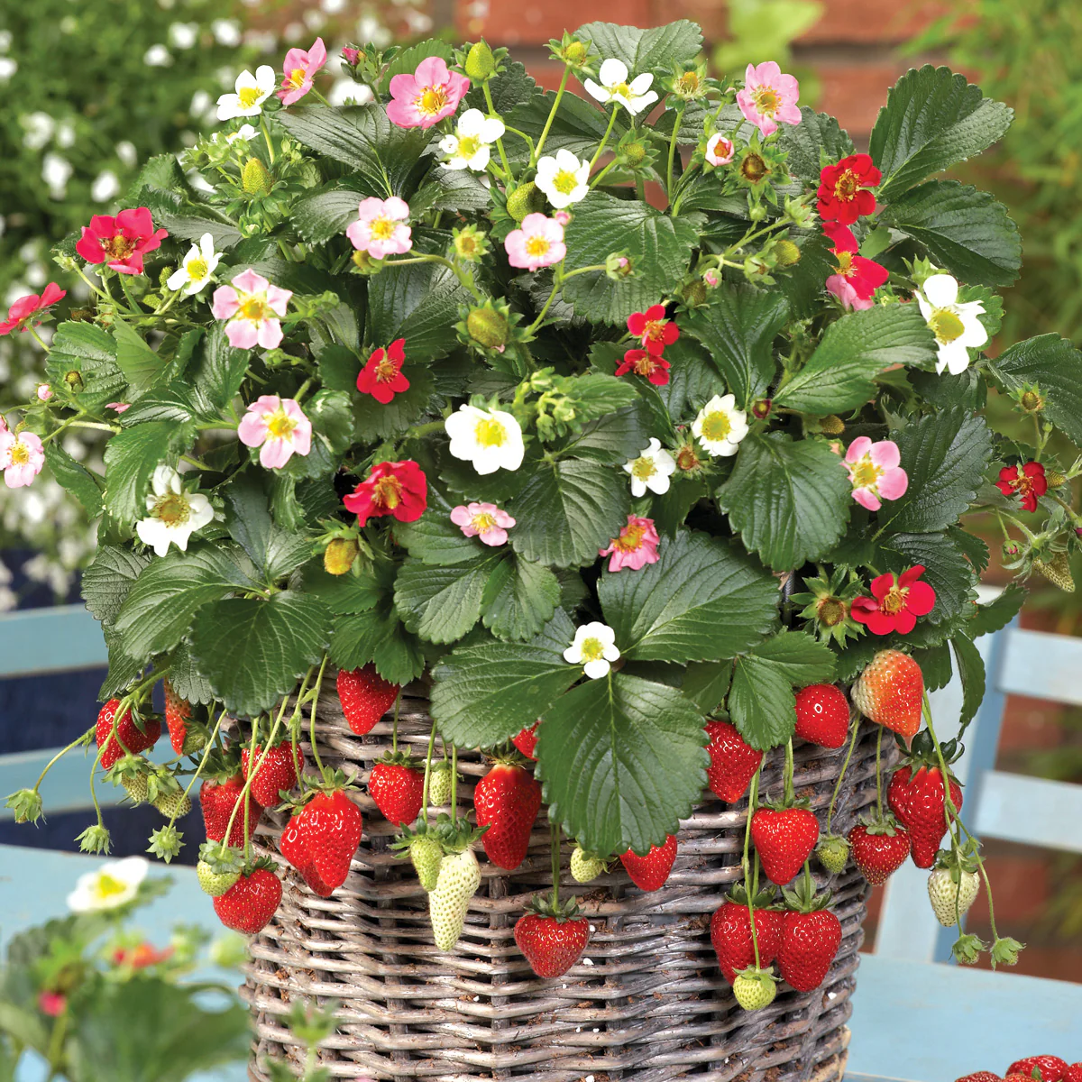 Rainbow Treasure Strawberry