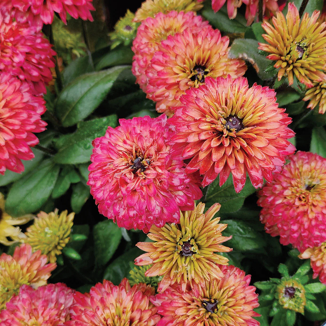 Summerina® Glow Sugar Shake Echibeckia™ Plant - Image 2