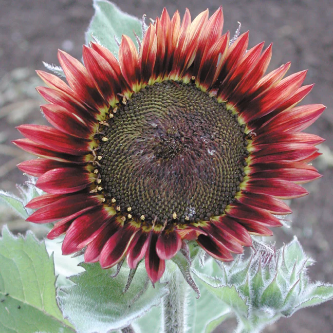 Floristan Sunflower - Image 2