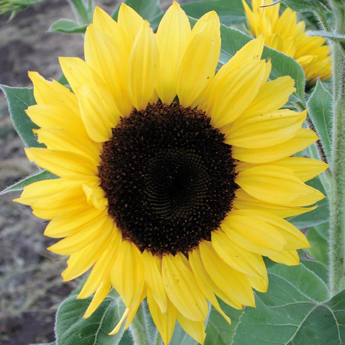Sunrich™ Lemon Sunflower