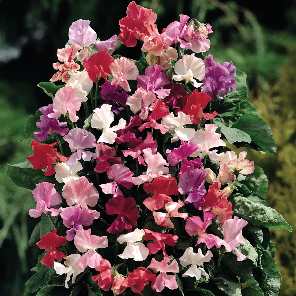 Fragrantissima Sweet Pea