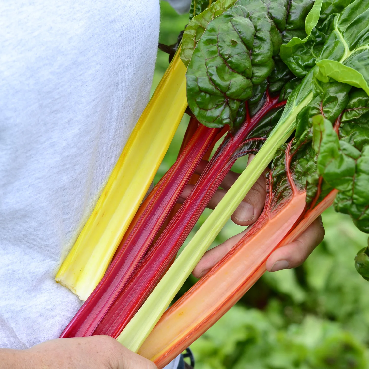 Bright Lights Swiss Chard