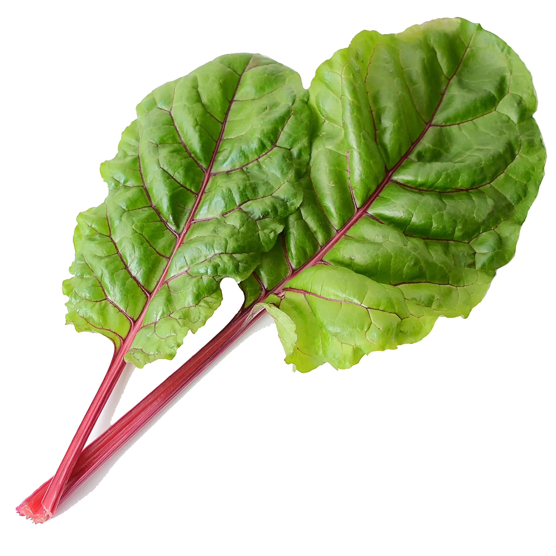 Fire Fresh Swiss Chard - Image 2