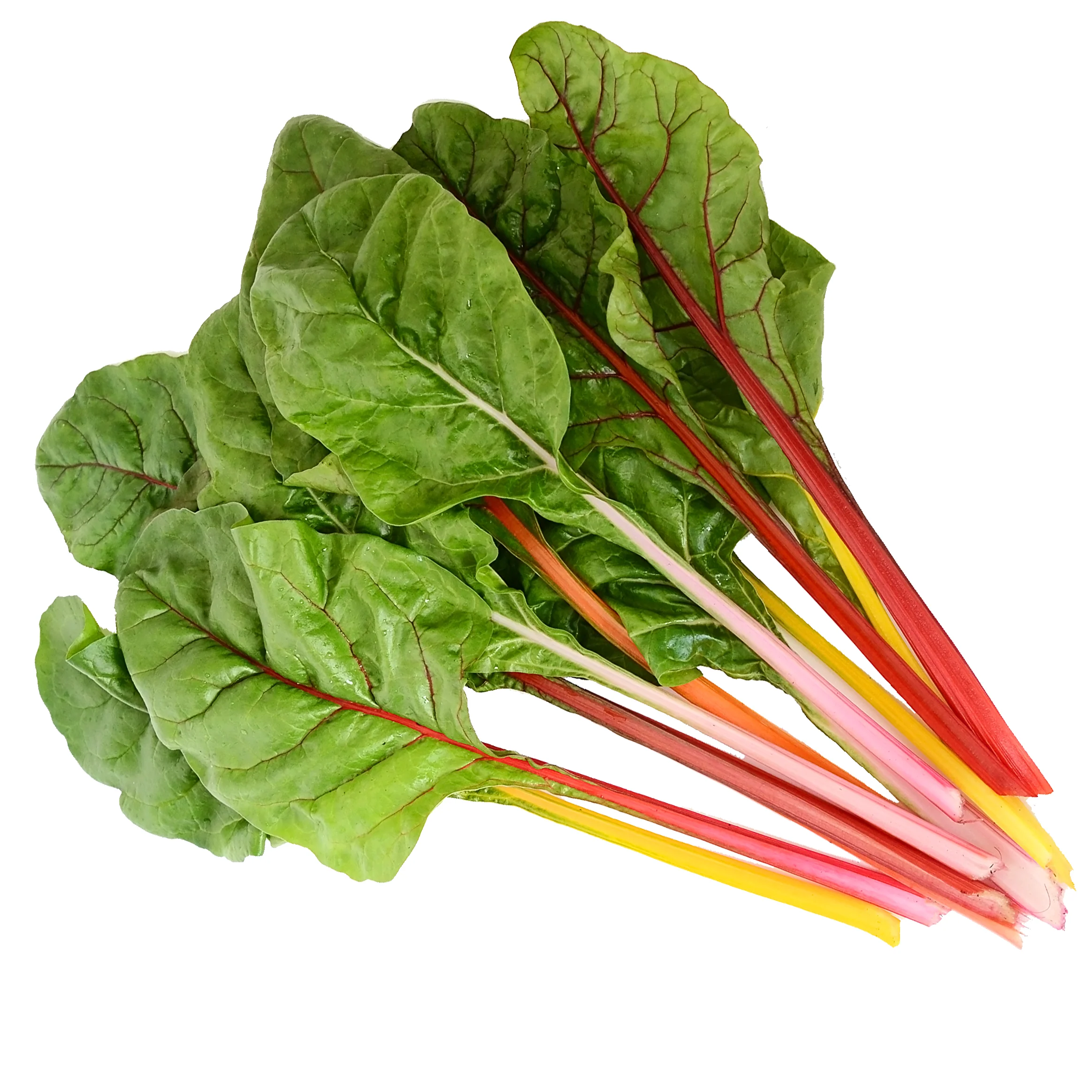Five Color Silverbeet Swiss Chard