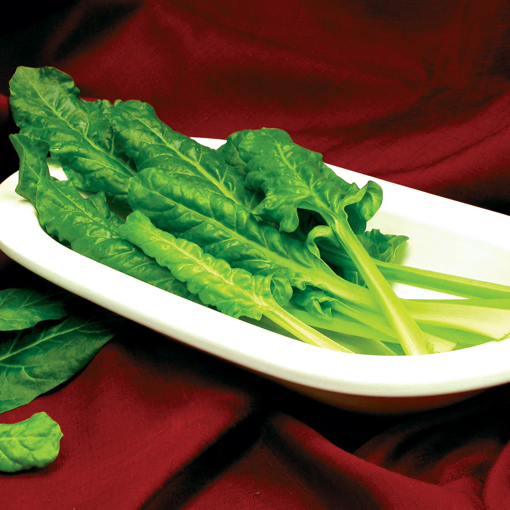 Perpetual Swiss Chard