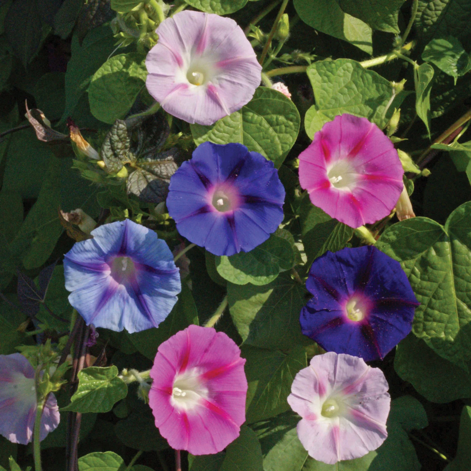 Tall Mix Morning Glory