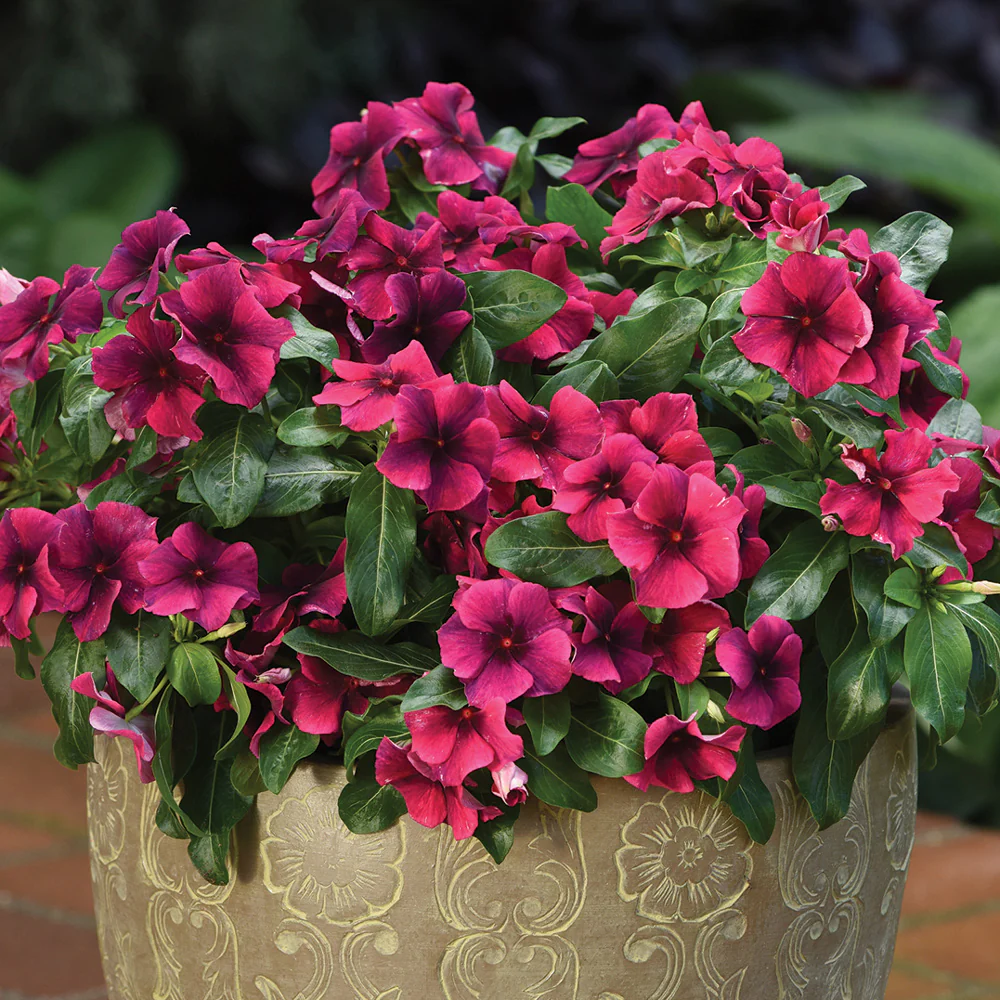 Tattoo™ Black Cherry Vinca