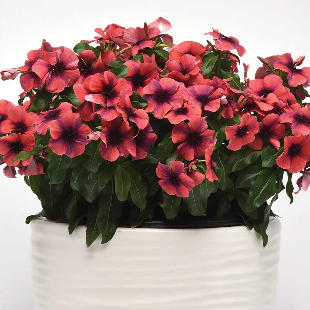 Tattoo™ Papaya Vinca