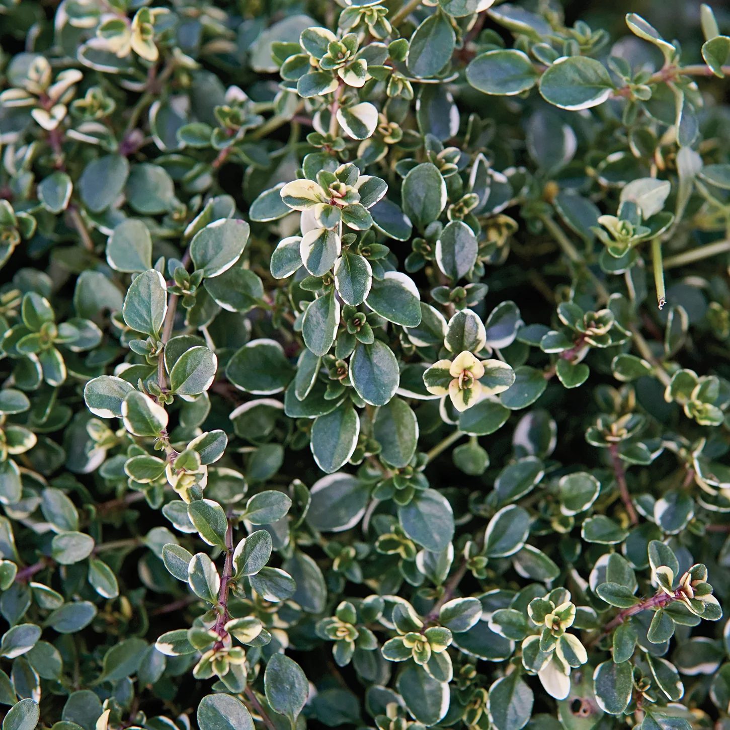 Foxley Thyme