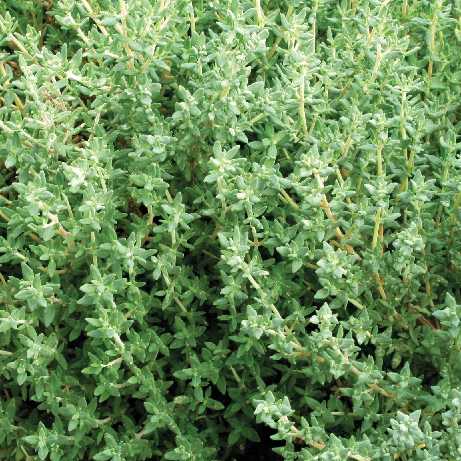 German/Winter Thyme