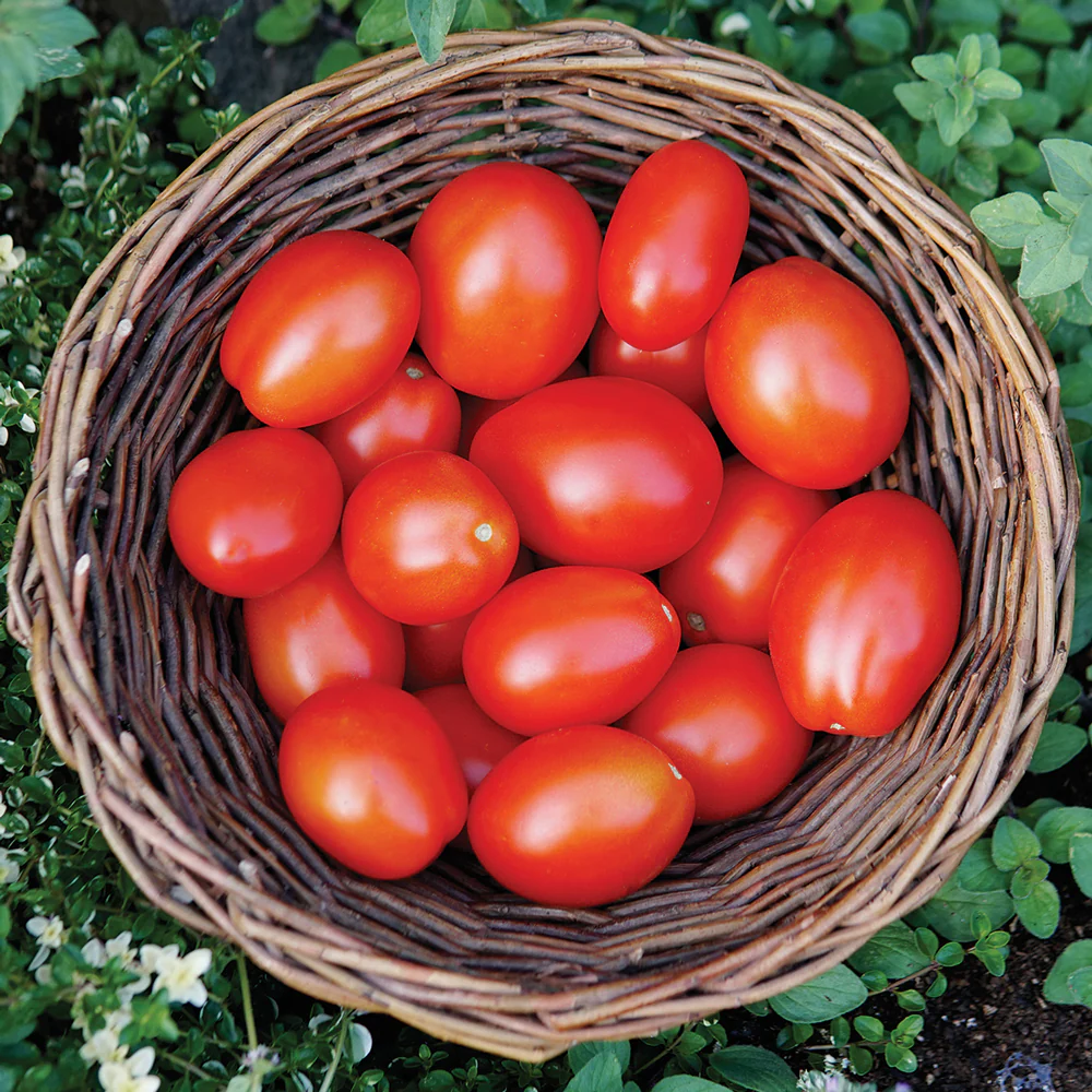 Beaverlodge 6806 Plum Tomato