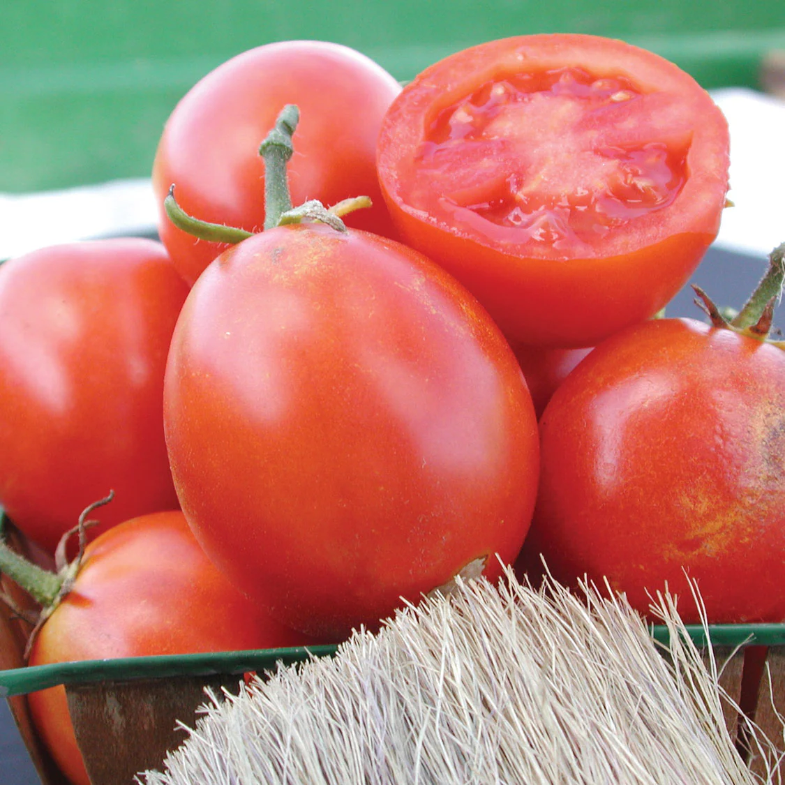 Beaverlodge 6806 Plum Tomato - Image 3