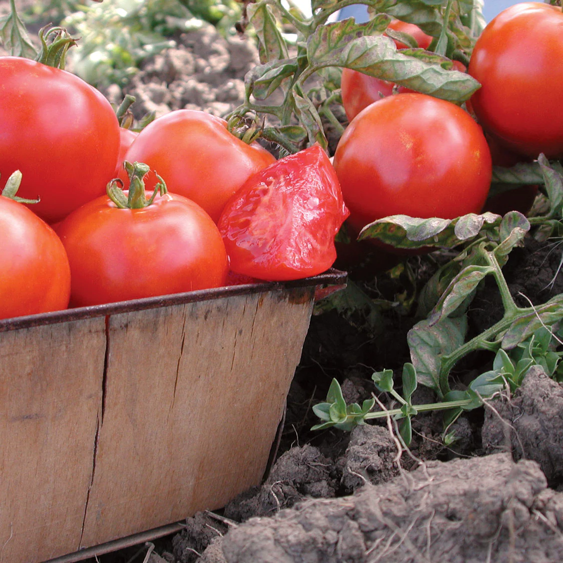 Beaverlodge 6808 Slicer Tomato