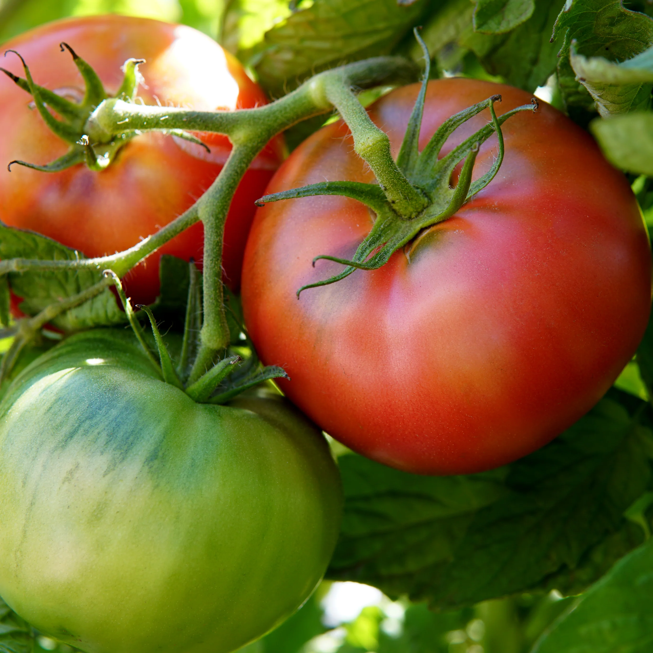 Damsel Tomato - Image 3