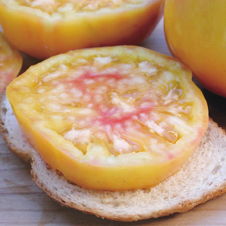 Gold Medal Tomato - Image 3