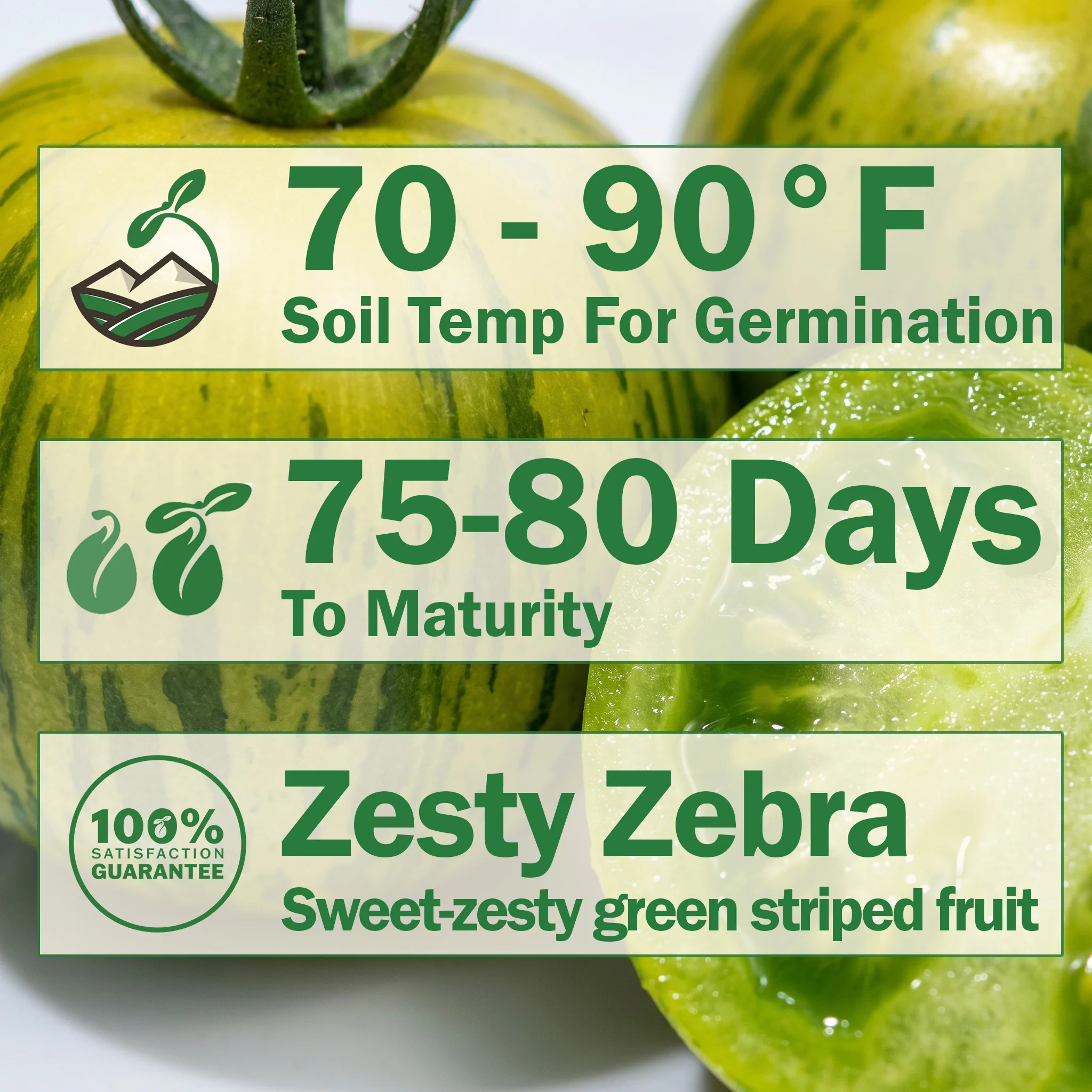 Green Zebra Tomato - Image 2