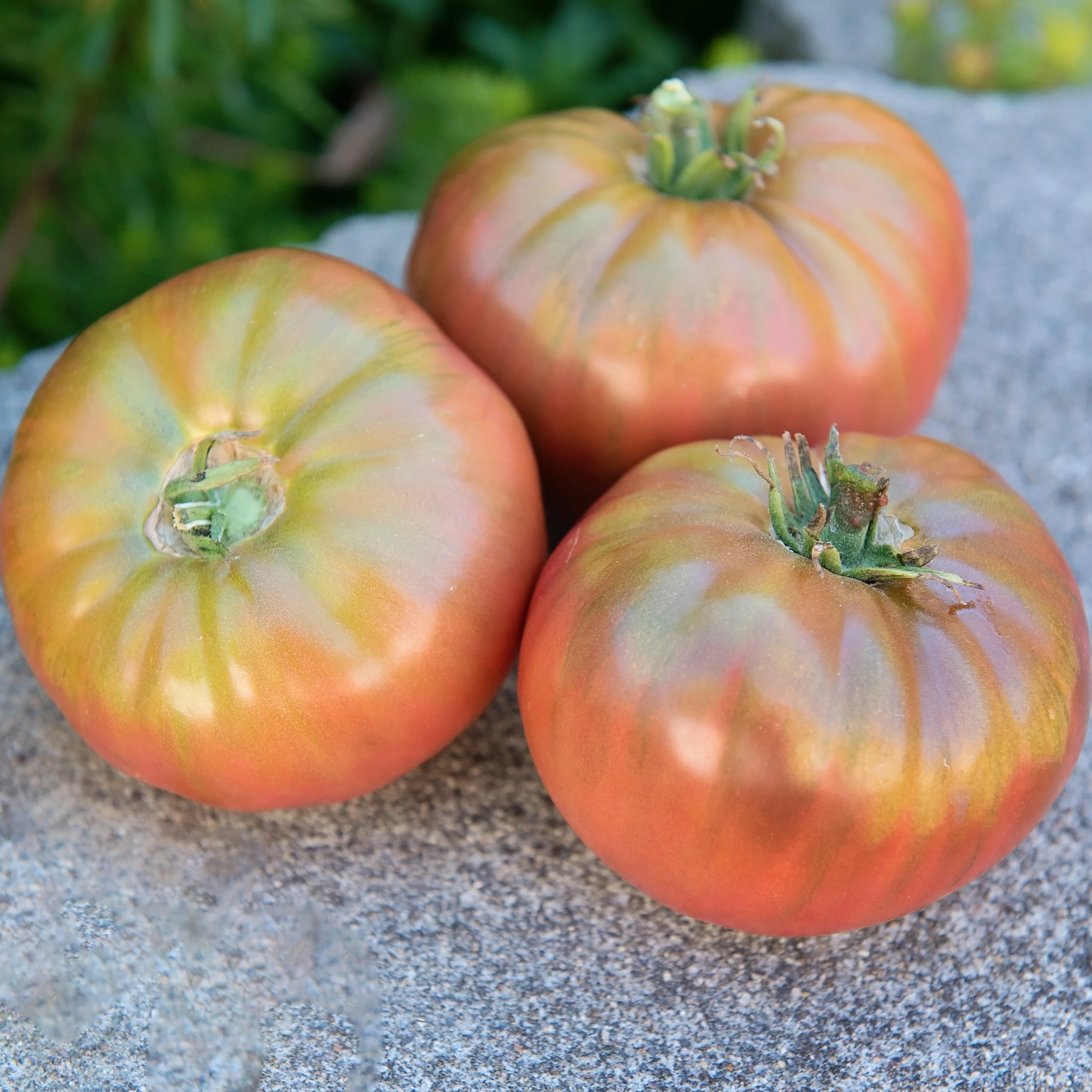 Heirloom Marriage™ Cherokee Carbon Tomato
