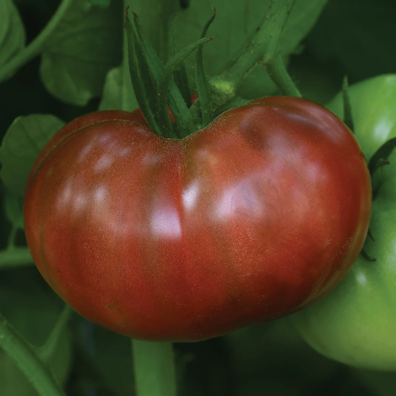 Heirloom Marriage™ Cherokee Carbon Tomato - Image 3
