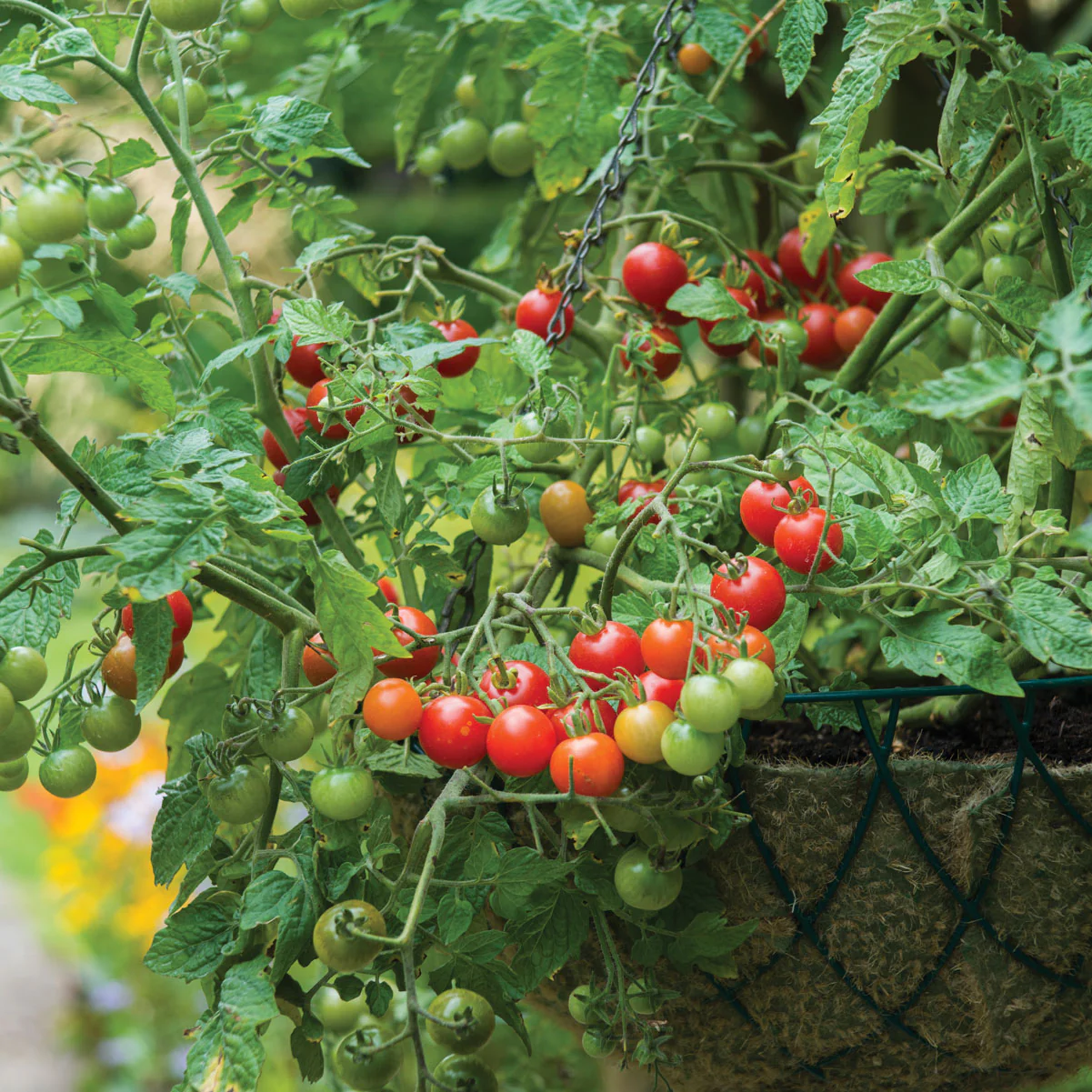 Lizzano Tomato - Image 3