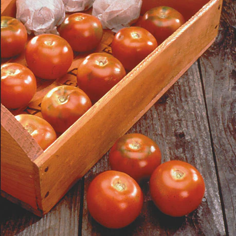 Longkeeper Tomato - Image 3