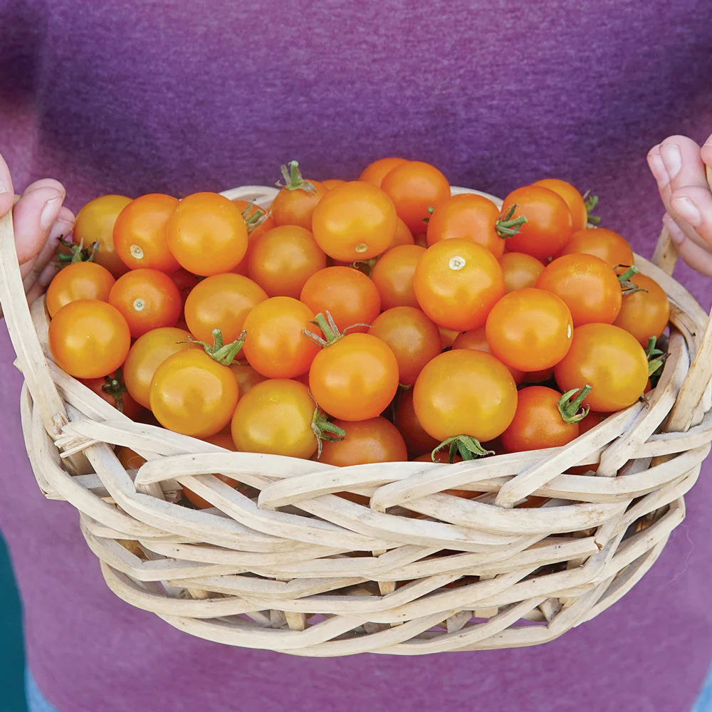 Orange Paruche Tomato