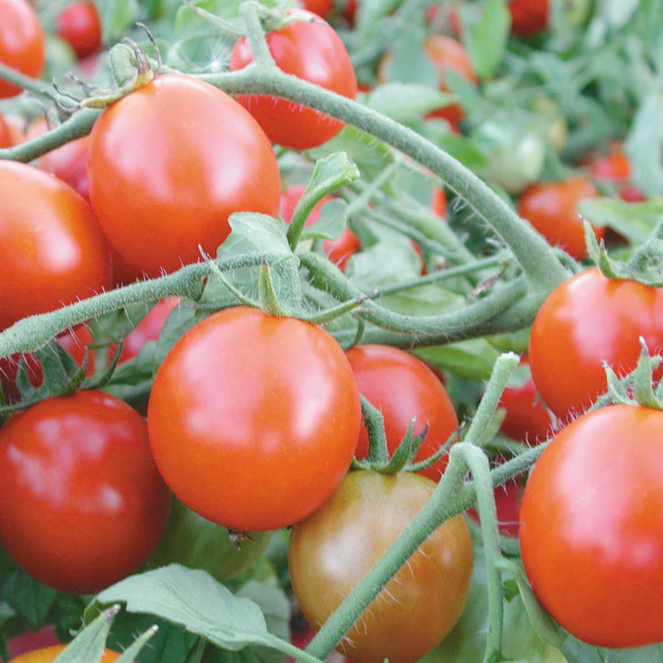 Oregon Cherry Tomato