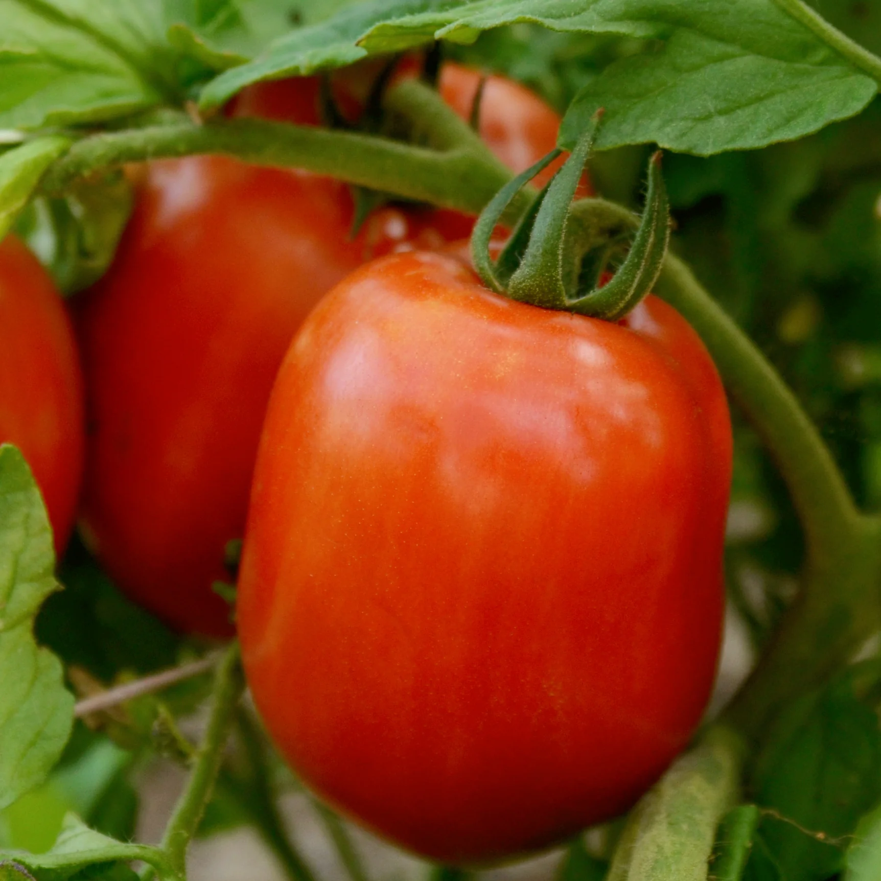 Oregon Star Tomato - Image 3