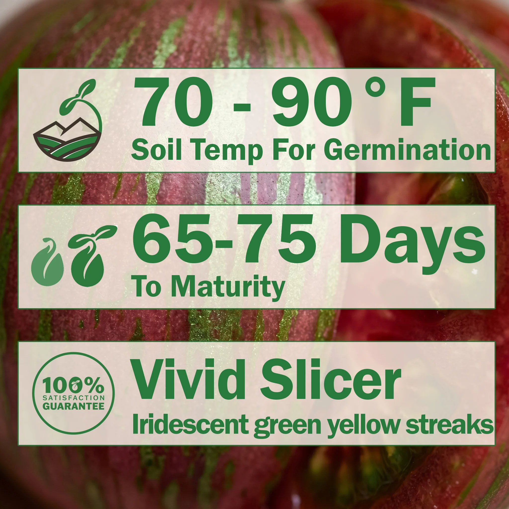 Pink Berkeley Tie-Dye Tomato - Image 2