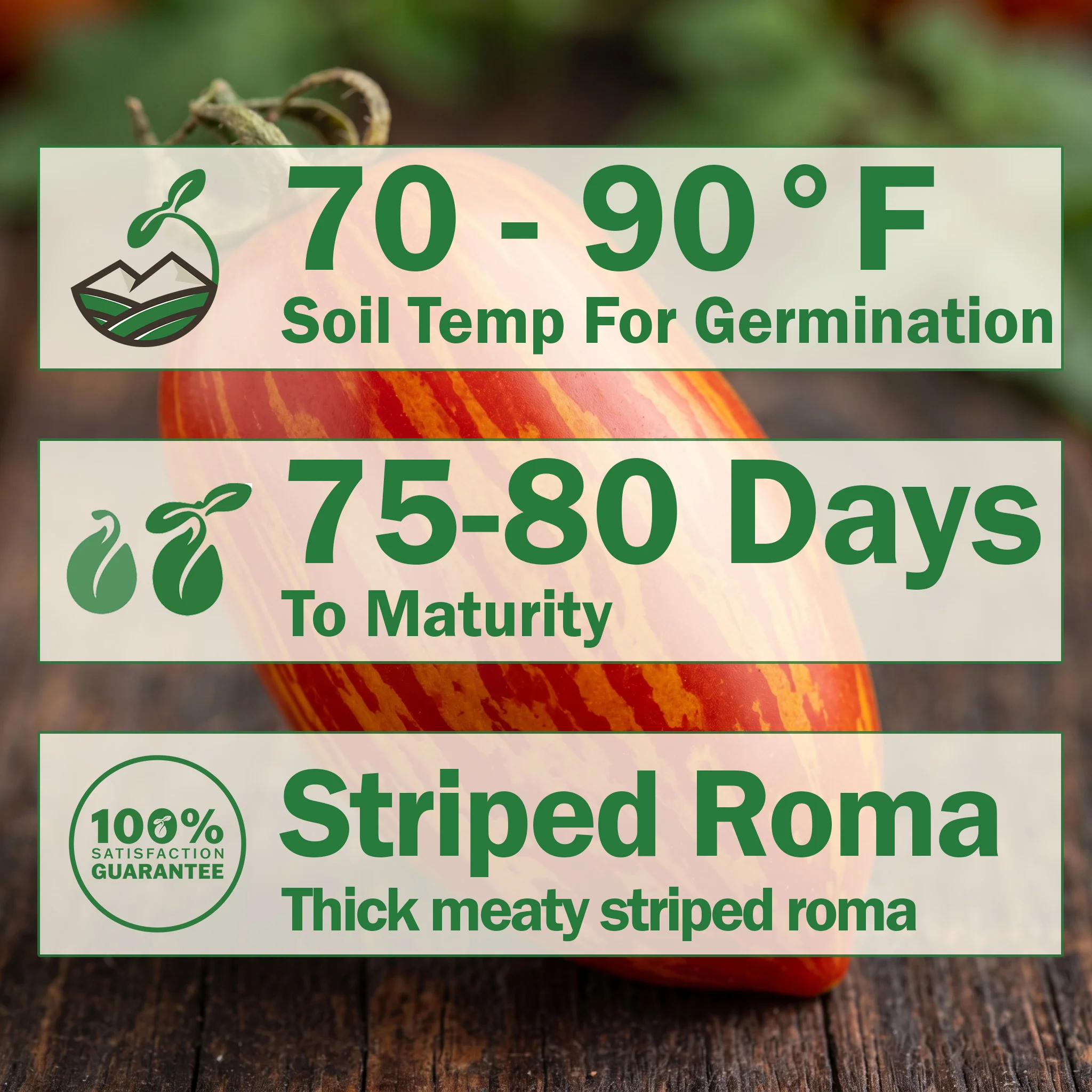 Striped Roman Tomato - Image 2
