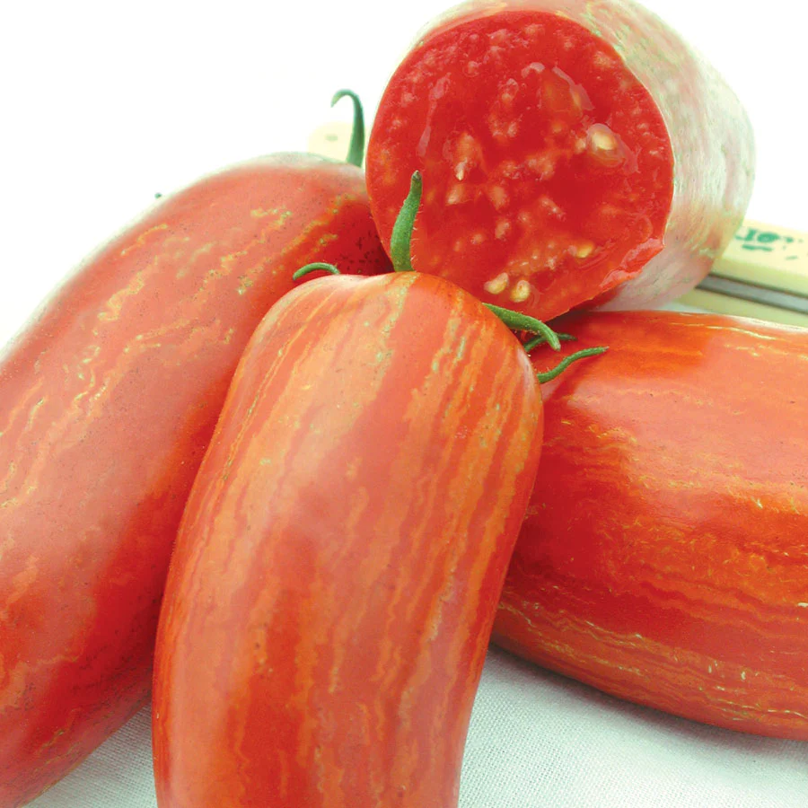 Striped Roman Tomato - Image 5