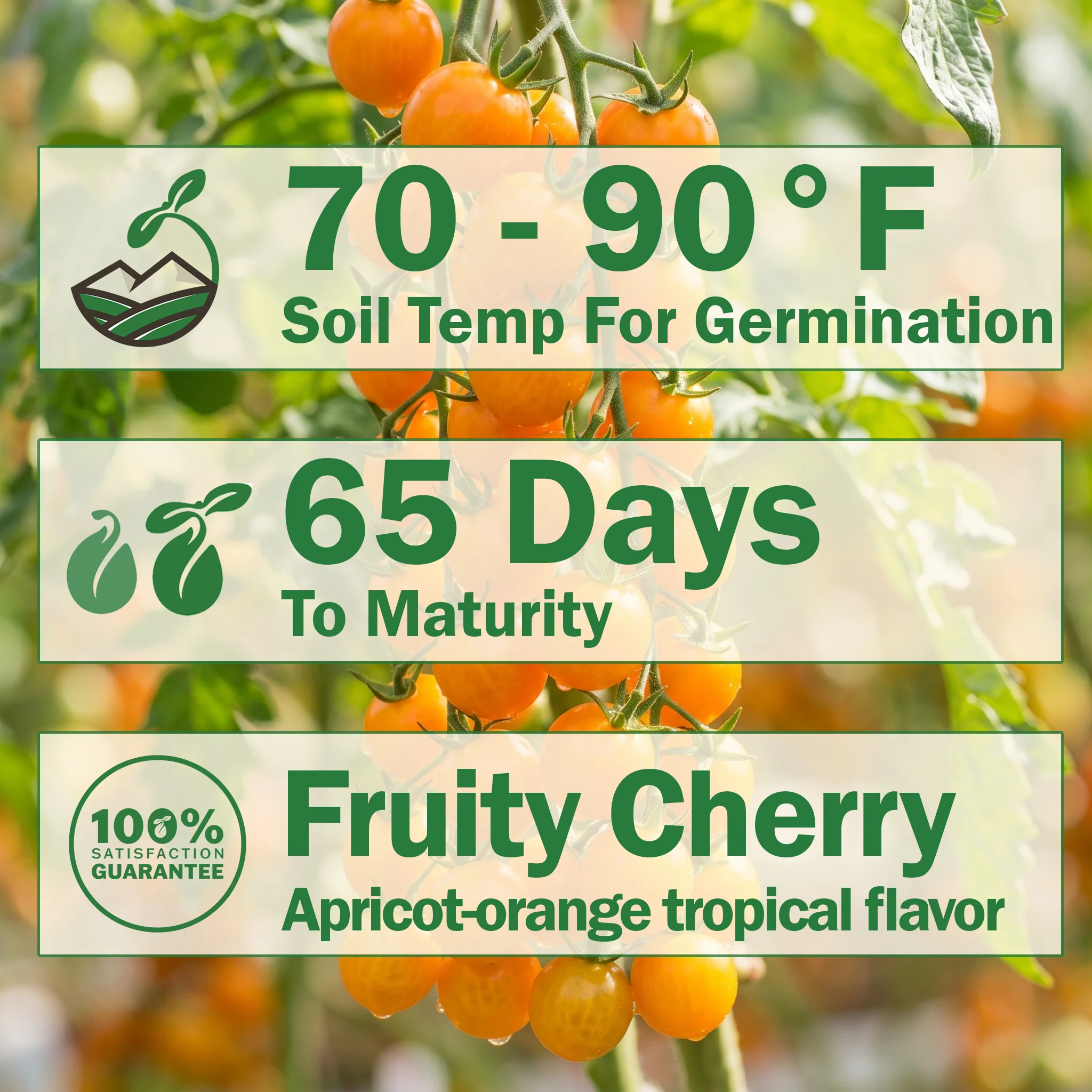 Sungold Tomato - Image 2