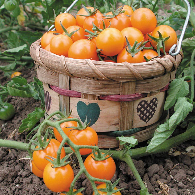 Sungold Tomato - Image 5