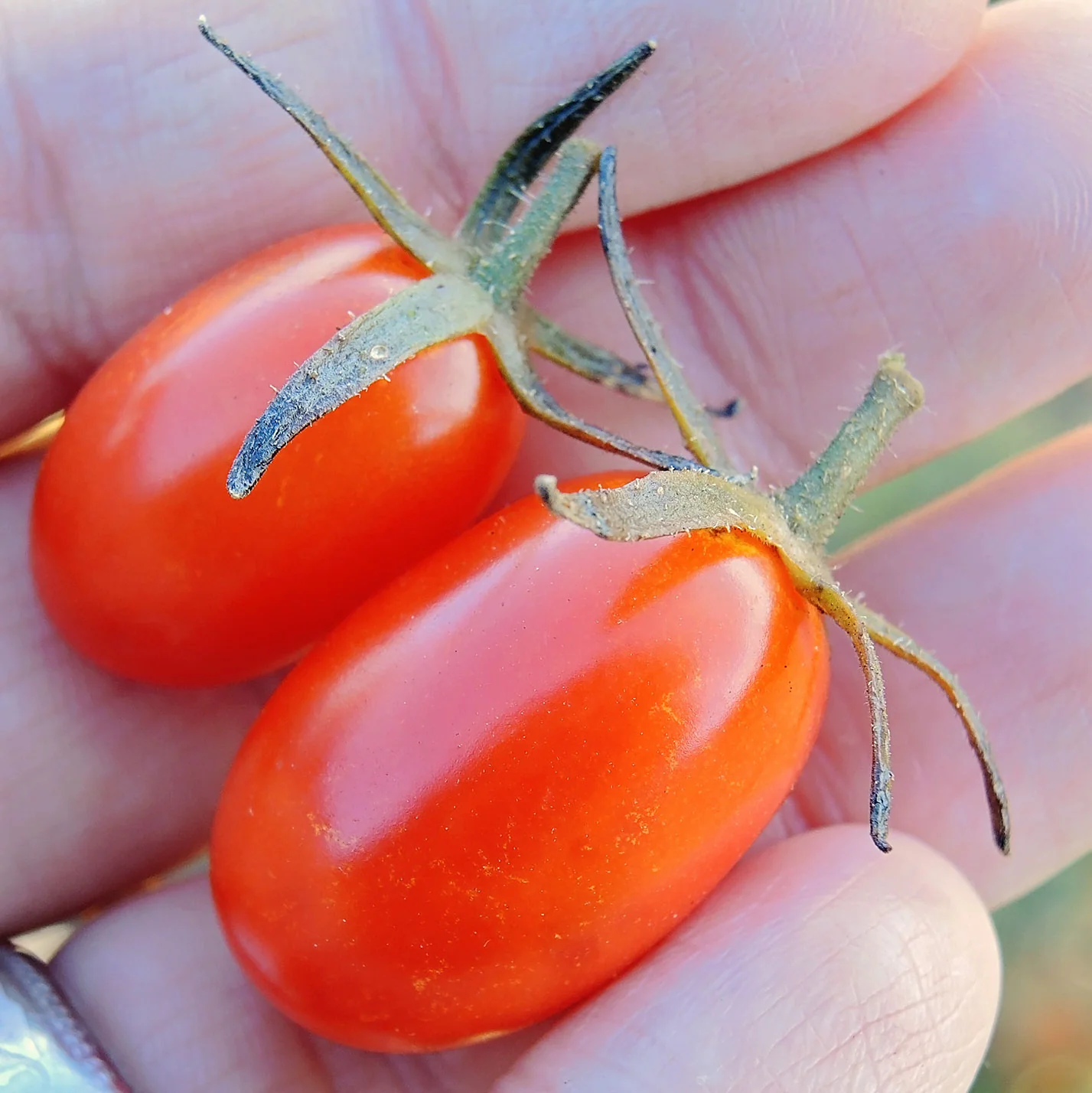 Sweet Hearts Tomato - Image 3