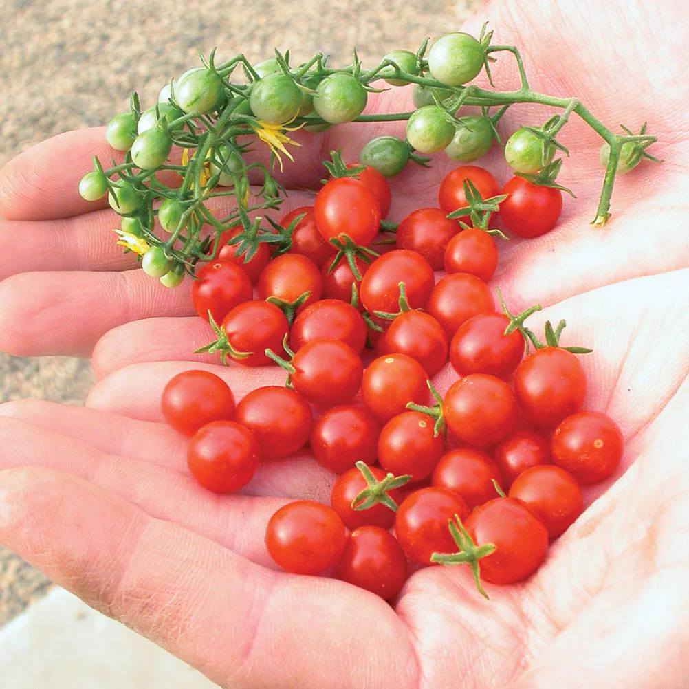 Sweet Pea Tomato