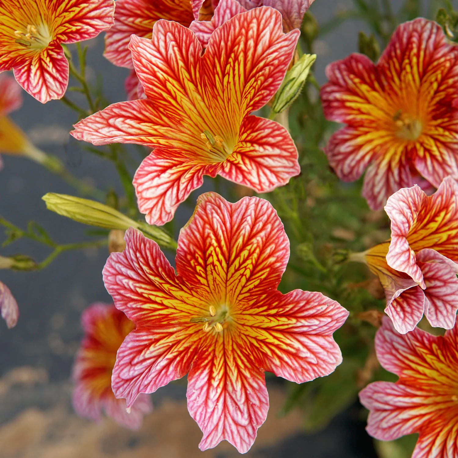 Tora Red Salpiglossis - Image 2