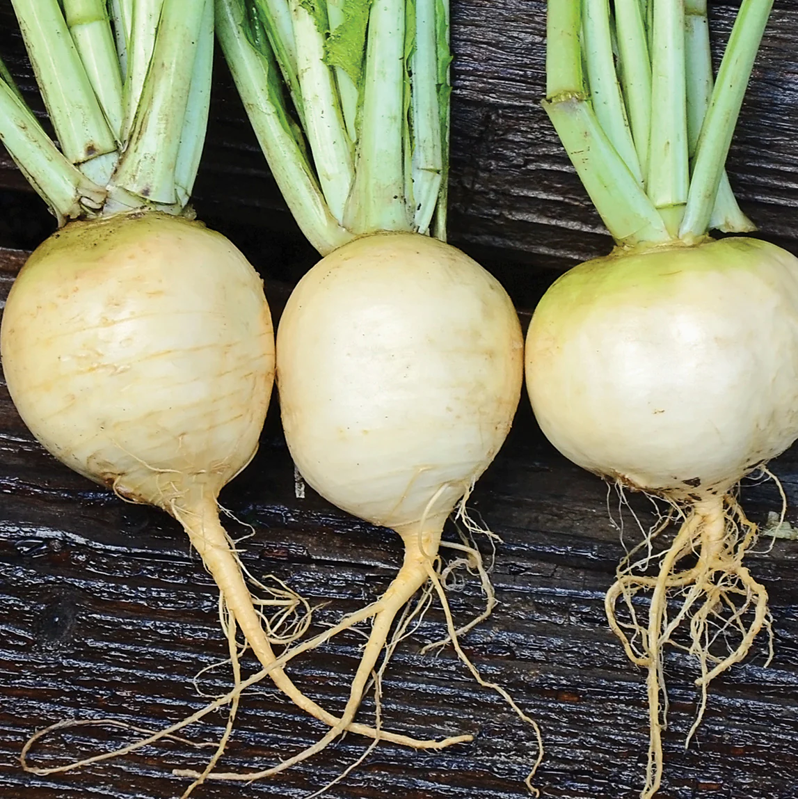 Golden Ball Turnip - Image 2
