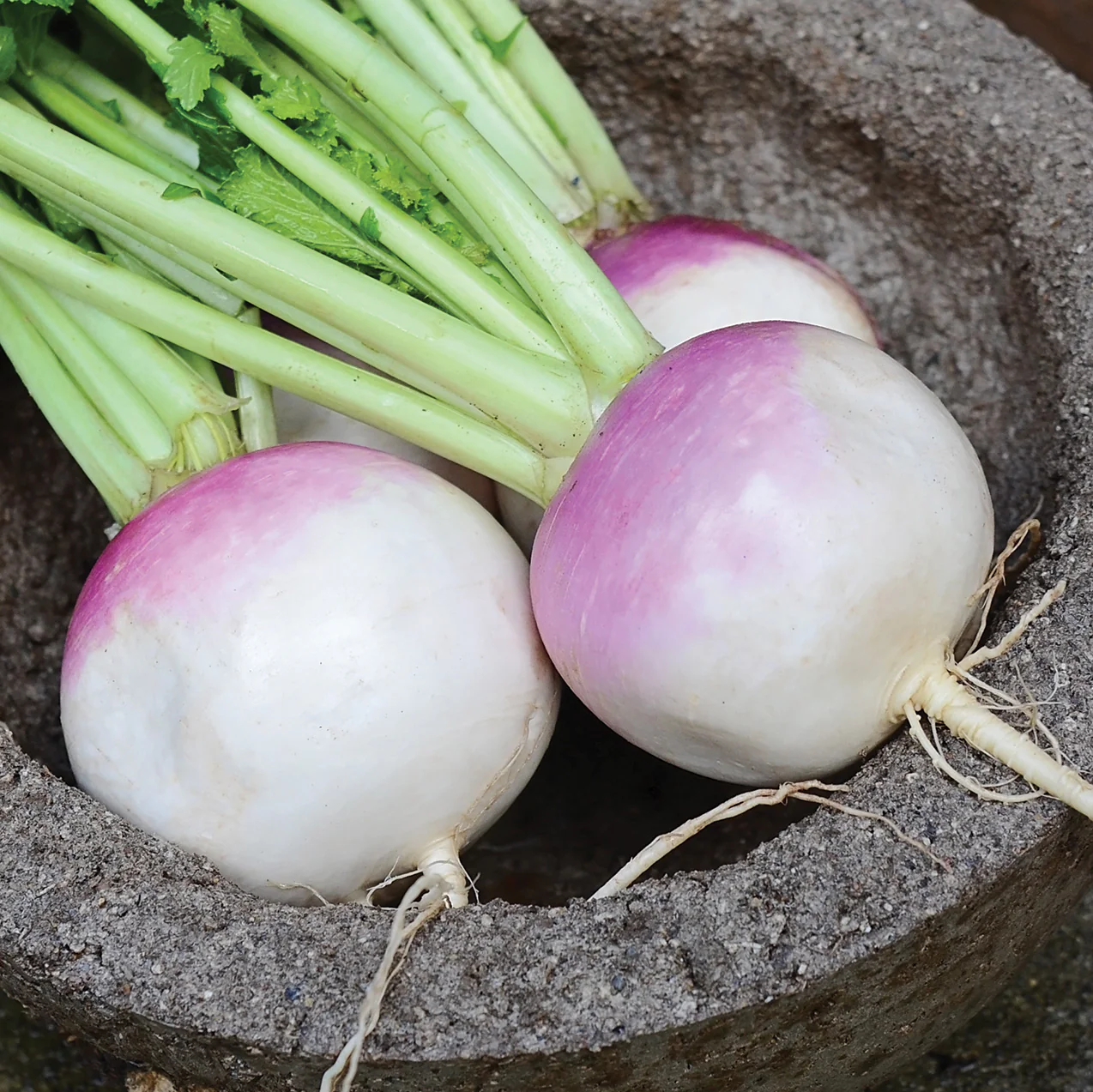 Purple Top White Globe Turnip