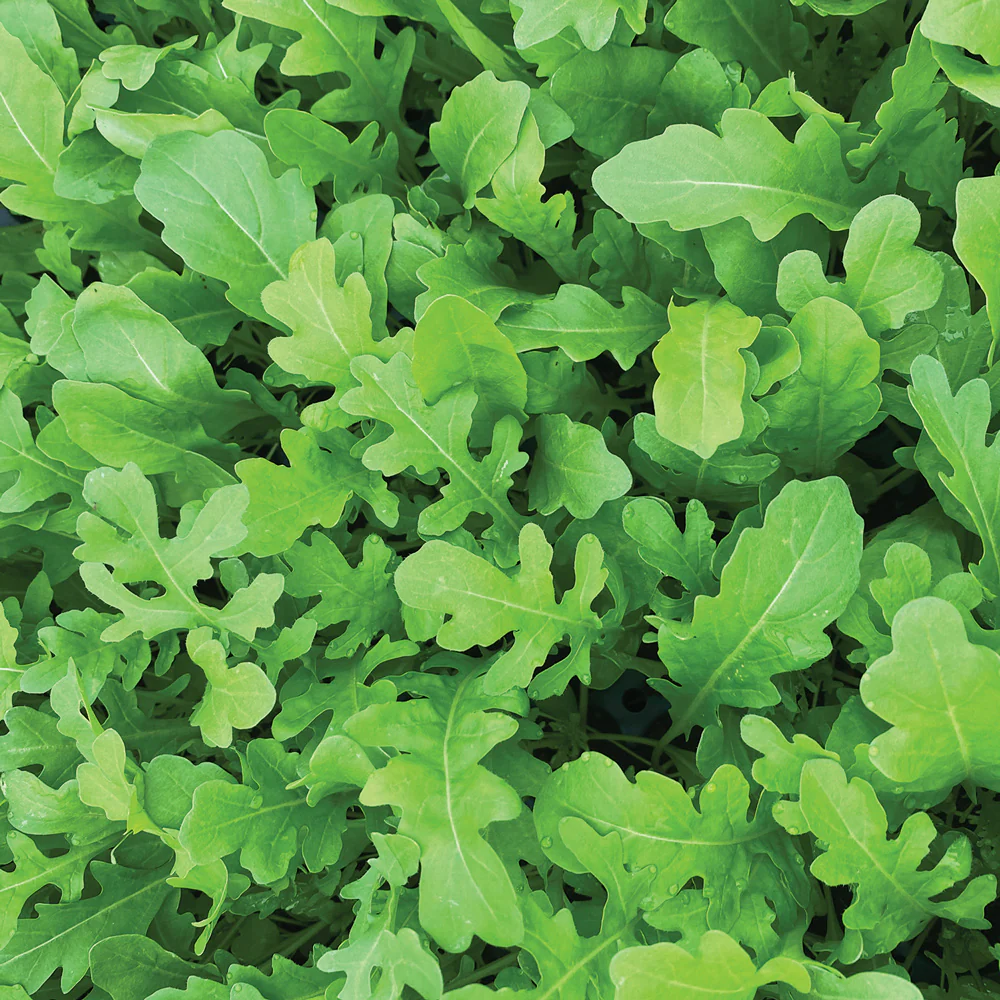 Uber Arugula - Image 2