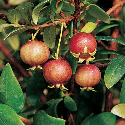 Villarica Strawberry Chilean Guava Plant