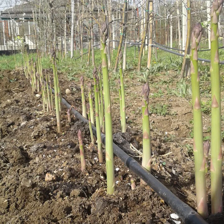 Walker Deluxe Asparagus Crowns - Image 2