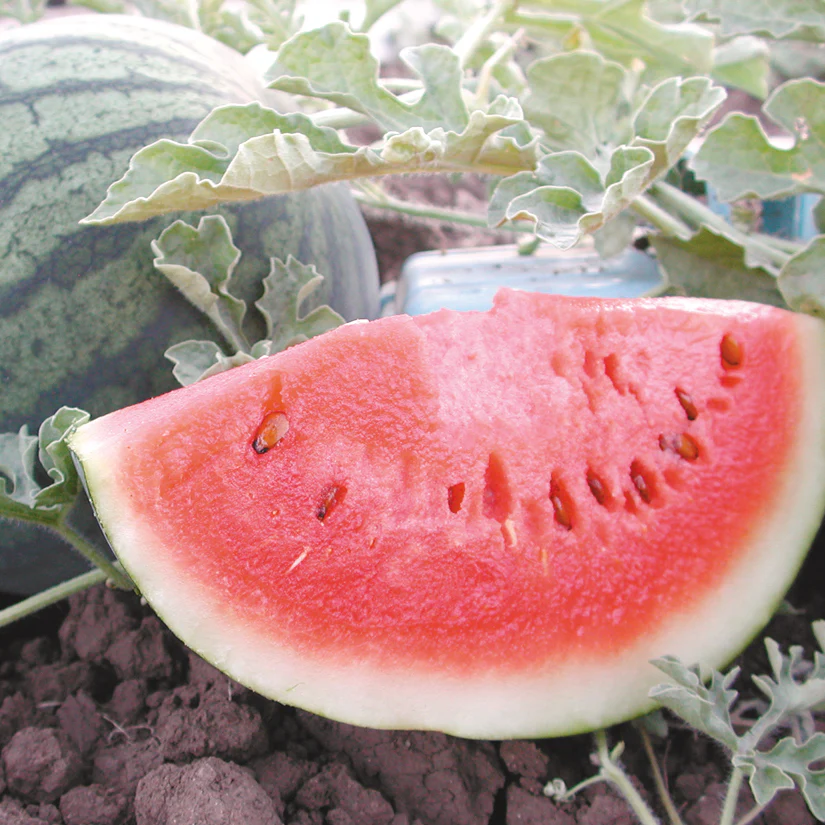 Sugar Baby Watermelon