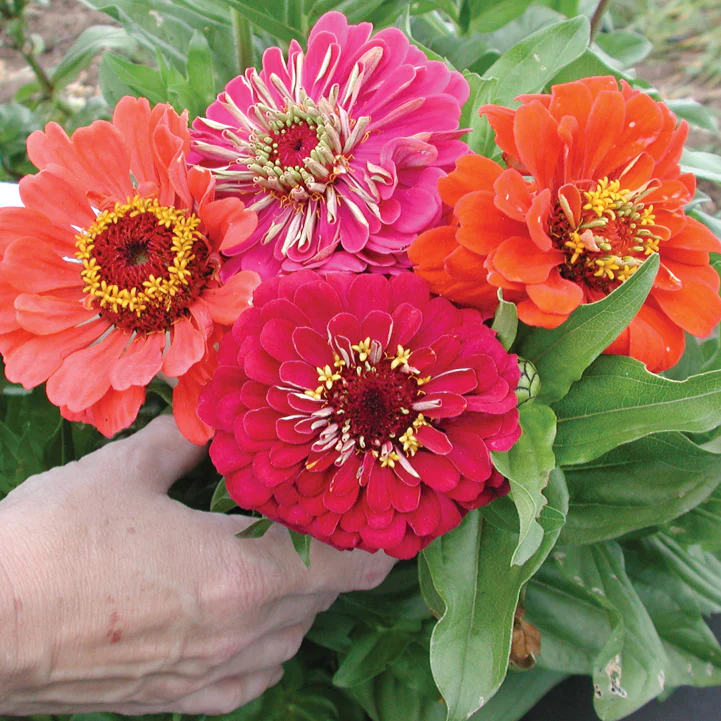 Benary's Giant Series Mix Zinnia