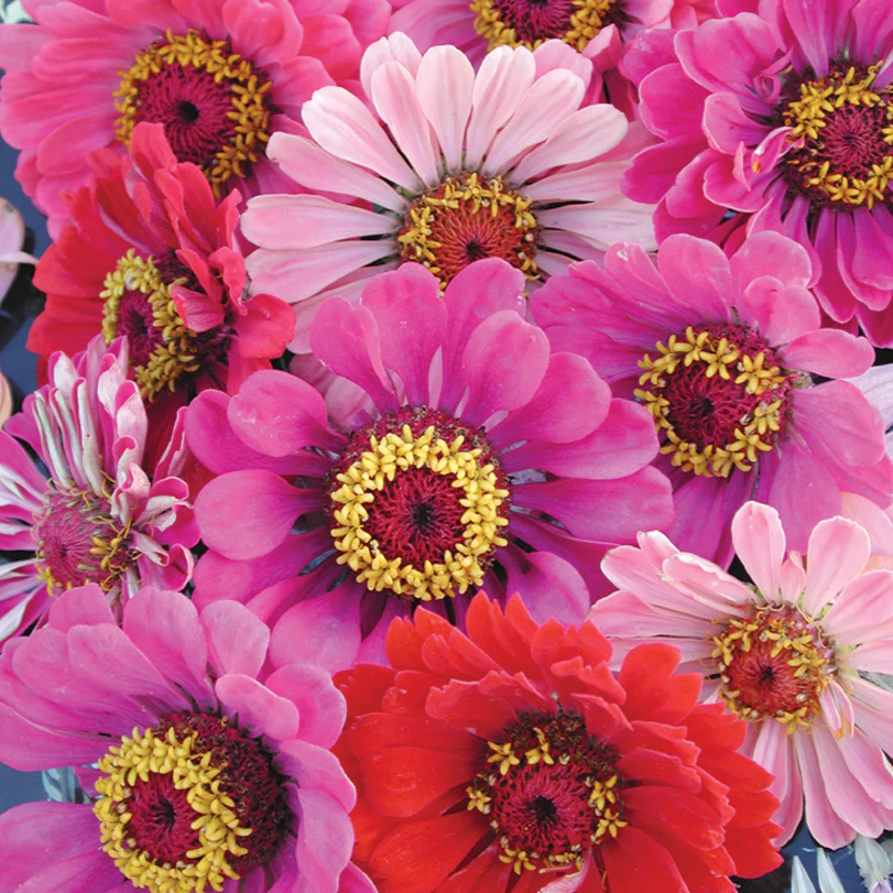 California Giant Mix Zinnia - Image 2