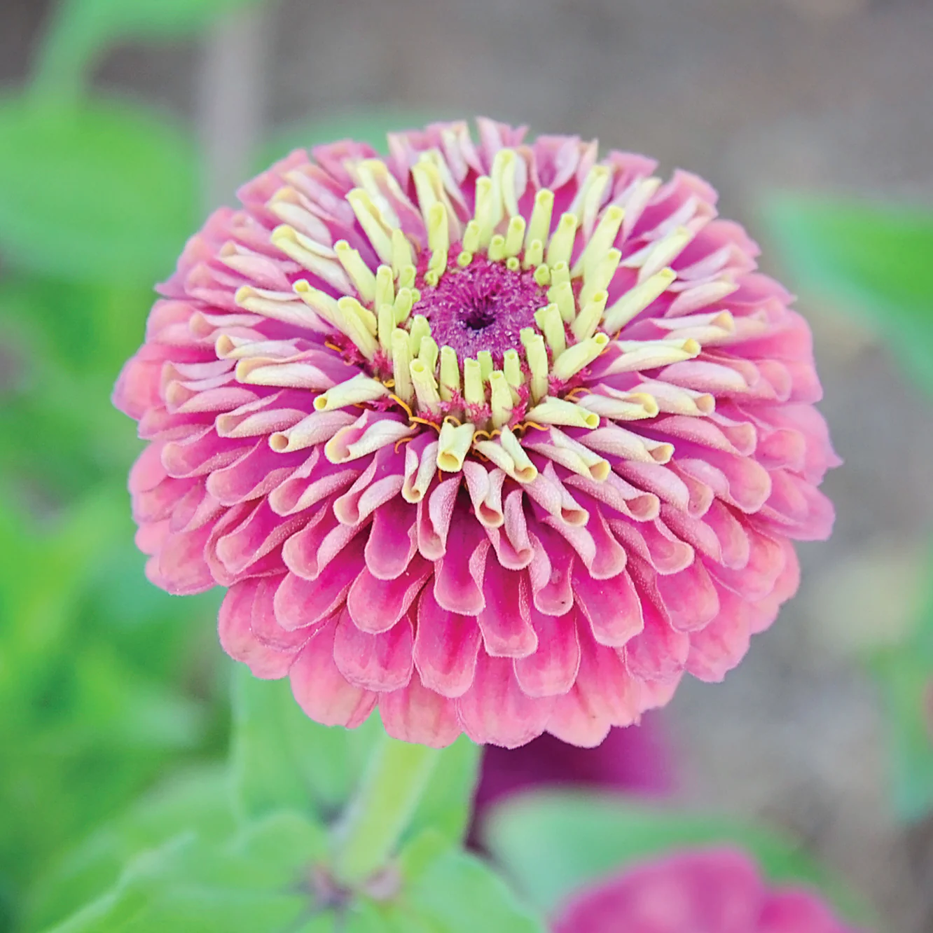 Queen Red Lime Zinnia
