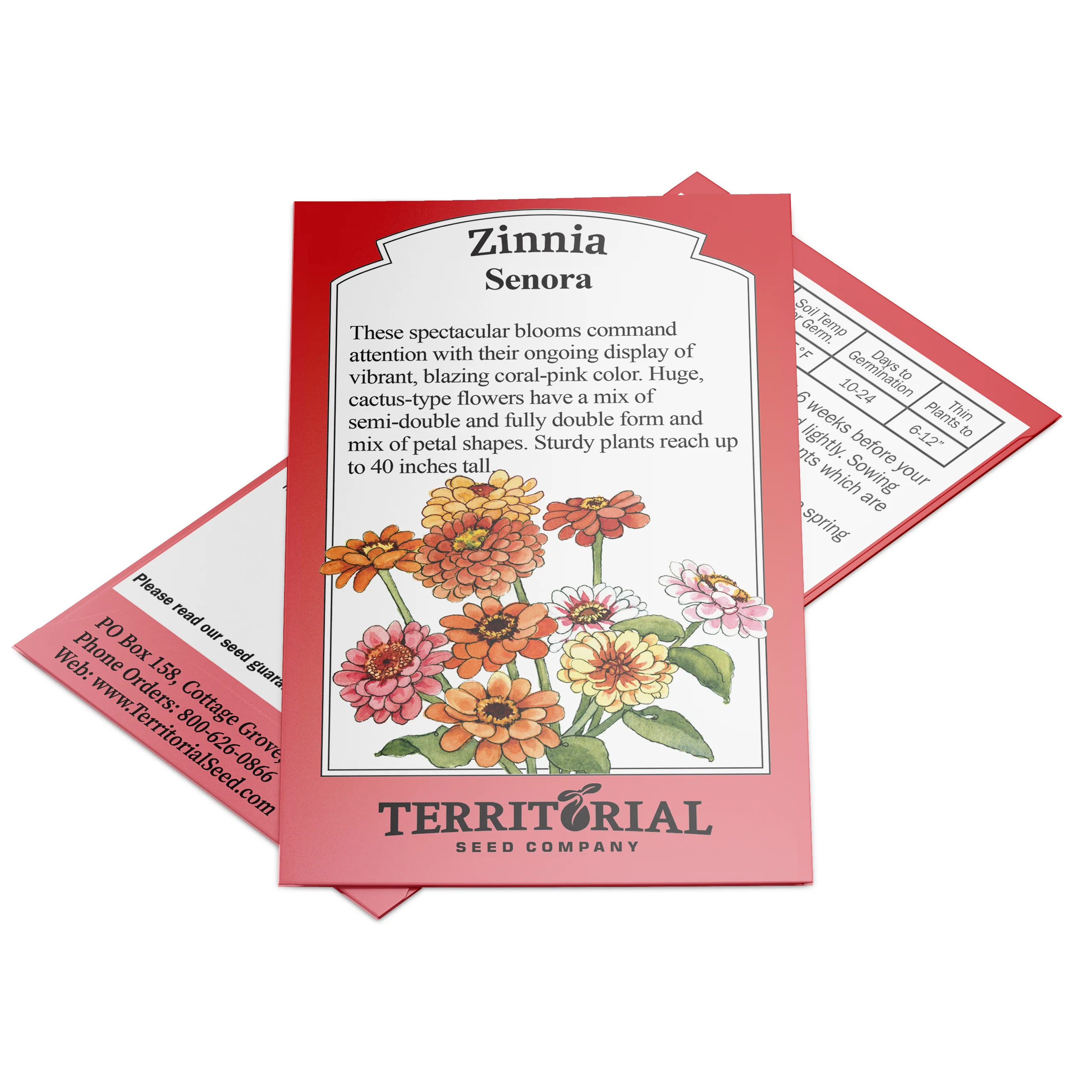 Senora Zinnia - Image 2