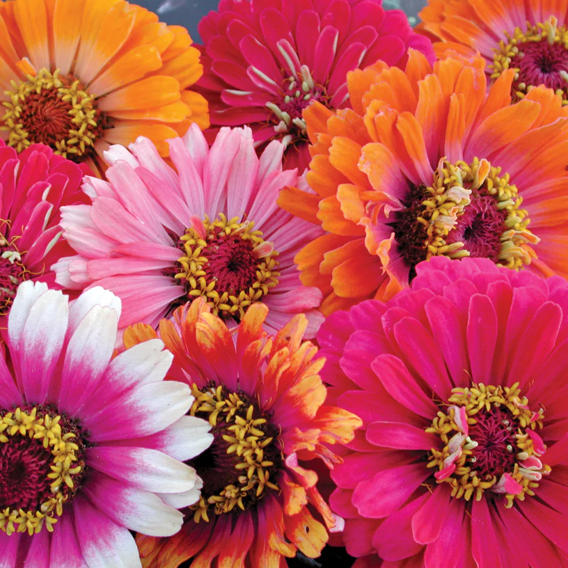 Whirligig Zinnia - Image 4