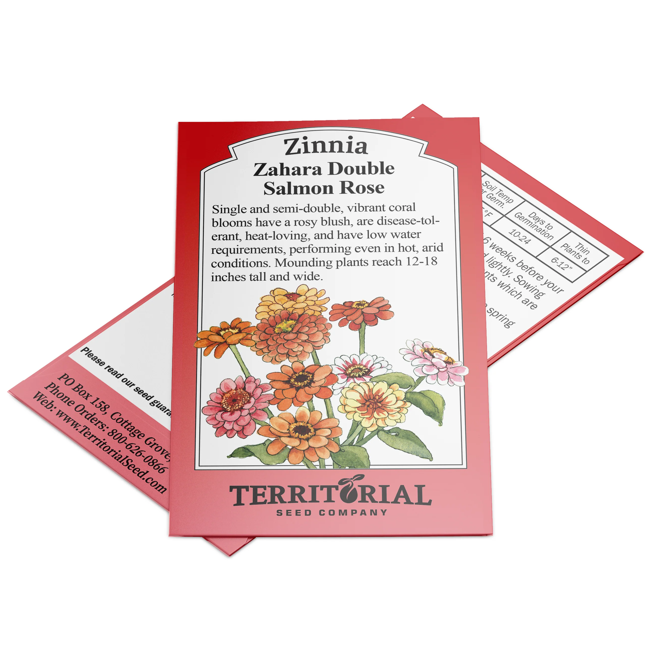 Zahara Double Salmon Rose Zinnia - Image 3