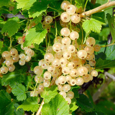 Zitavia Currant Plant